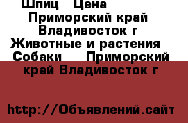 Шпиц › Цена ­ 14 000 - Приморский край, Владивосток г. Животные и растения » Собаки   . Приморский край,Владивосток г.